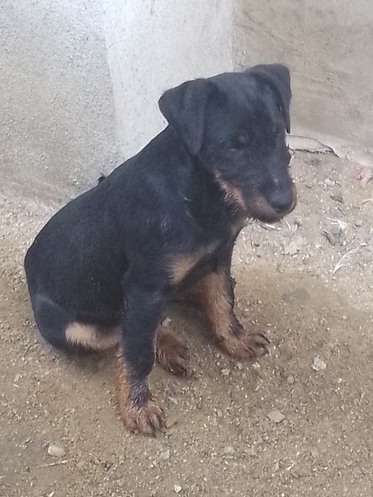 Cățel Jagdterrier femelă