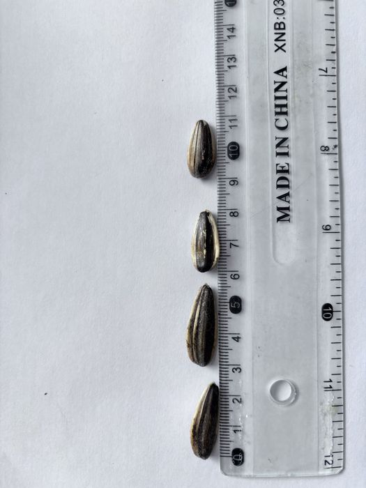 Семечки кондитерские