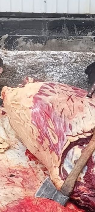 Бие соям семіз 5 жасар