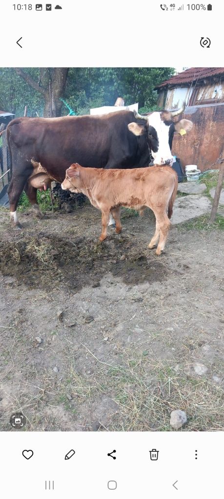 Vacă zimental de vânzare