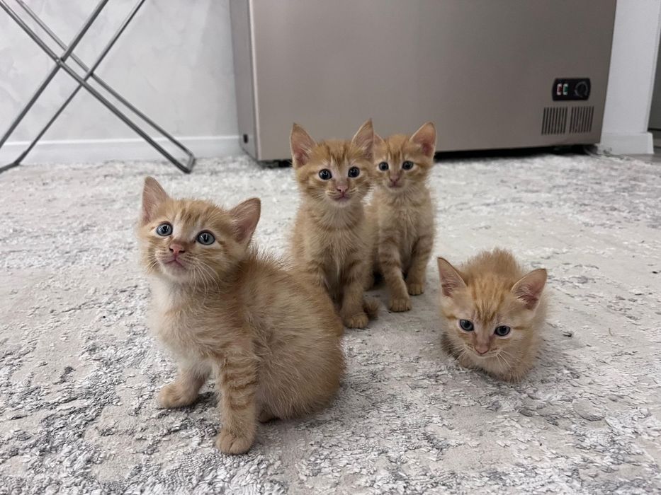 Отдам котят даром