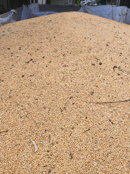 Vând grâu producție proprie 2025