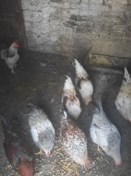 Vând cocoși de casa hrăniți natural,și rățoi Rouen