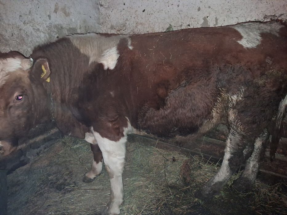 Продам быка 1.5год