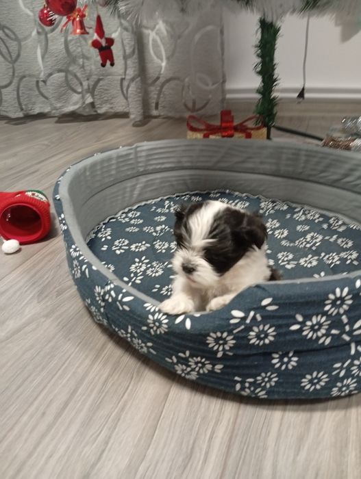 Caine de talie mica shitzu