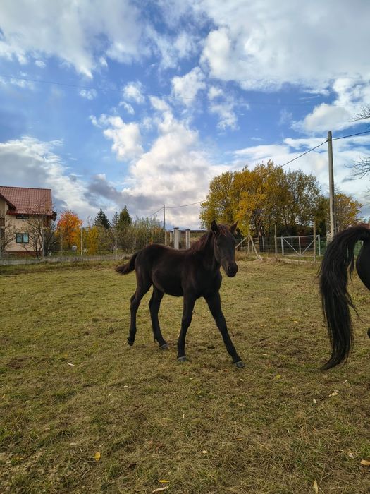 Manz armasar Frizian