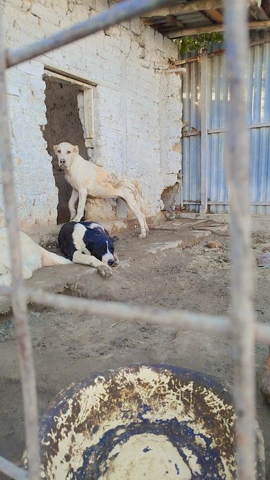 Buldozer linya urĝochi sotiladi 4 oylik