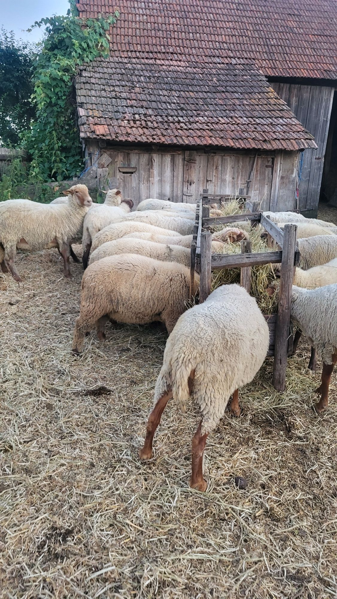 Oi cu miei de vânzare