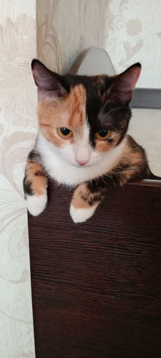 Отдам кочек в добрые руки