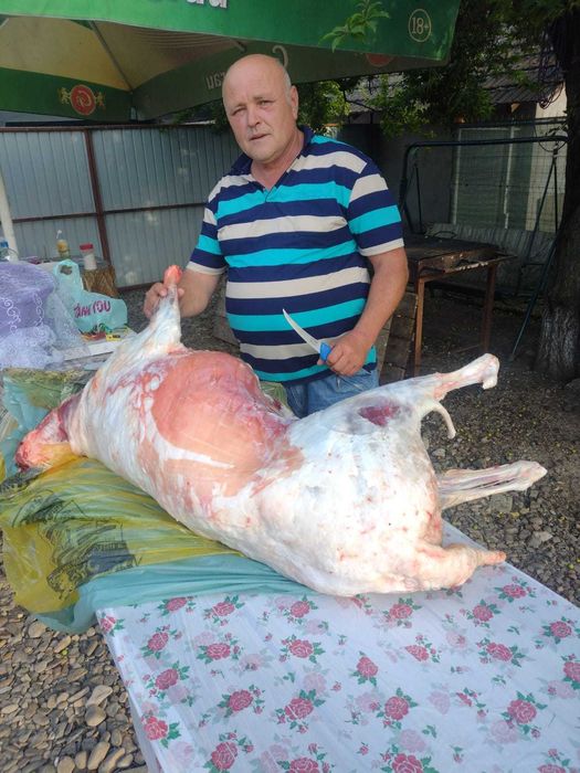 Inchiriez protap+grătar 300 de lei !!