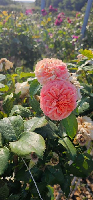 Щамбови рози на гол корен