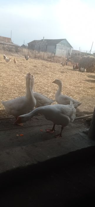 Продам живых гусей
