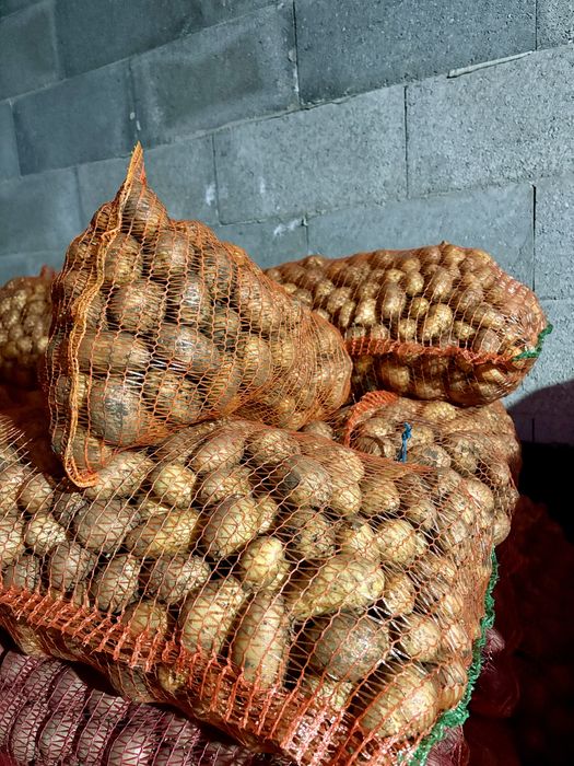 Cartofi de samanta de calitate albi si rosii de vanzare