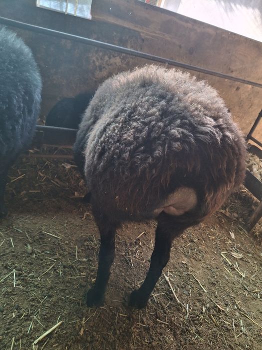 Qo'ylar 2 ta ( Bõgʻoz)