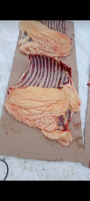 Конина, Лошадь, согым 1,5 жасар 2700тг кг , бармак казы бар. доставка