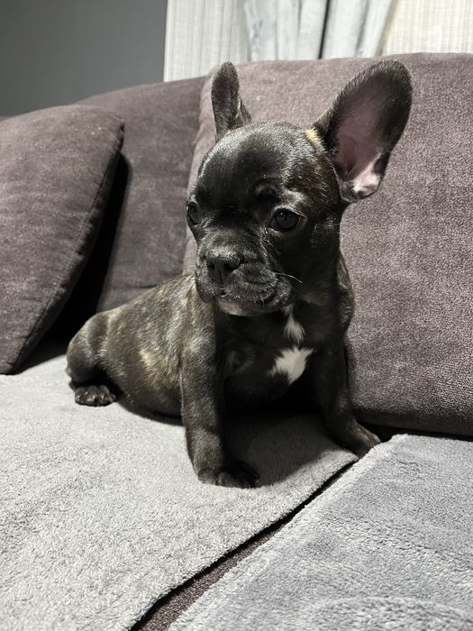 Buldog Francez Mascul – 11 săptămâni
