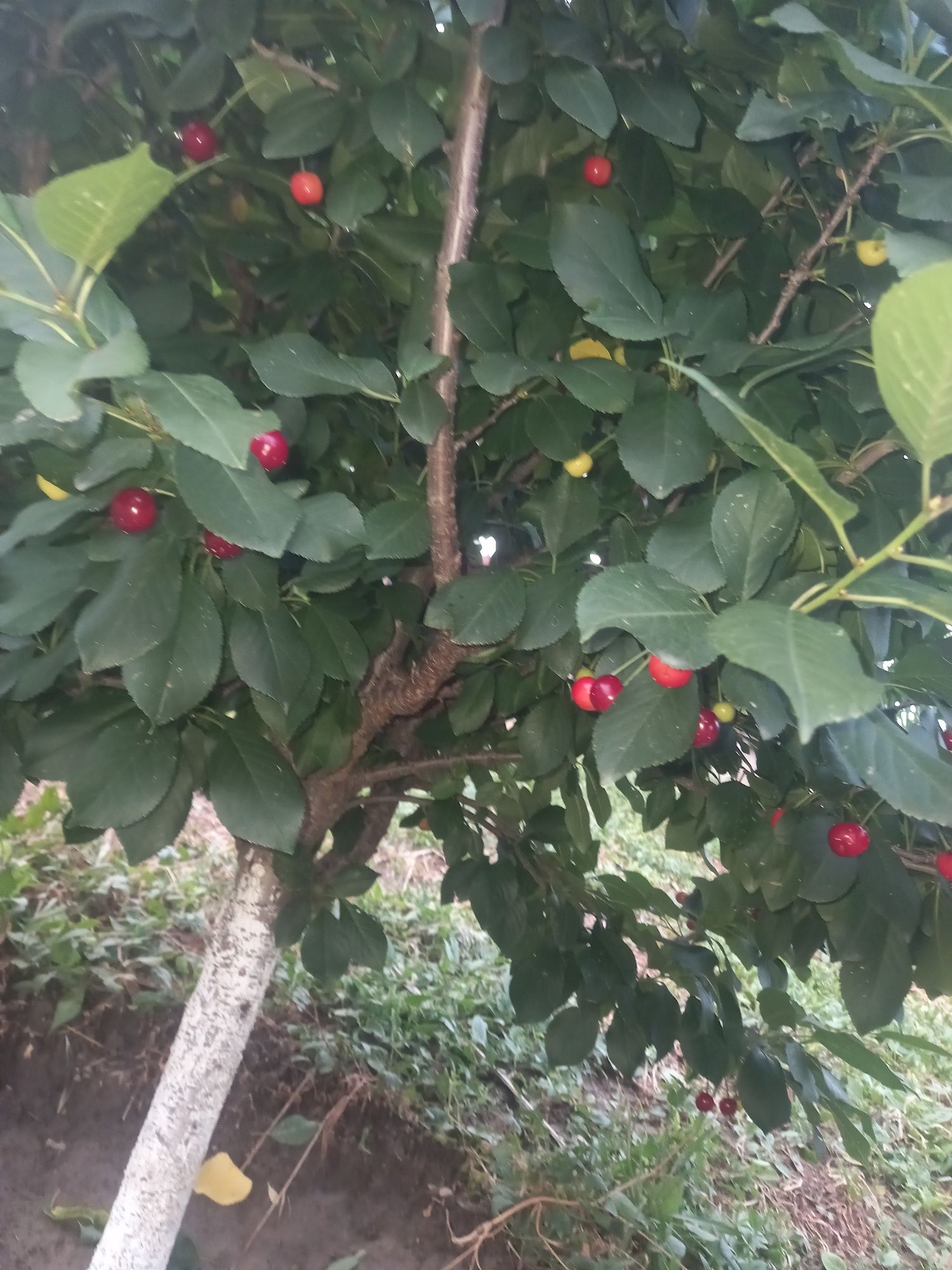 Vând pomi fructiferi(în cantități 5 lei)