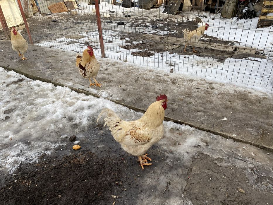 Cocosi albi  romanesti 1 an