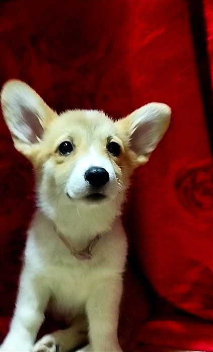 В продаже девочка вельш пемброк корги.