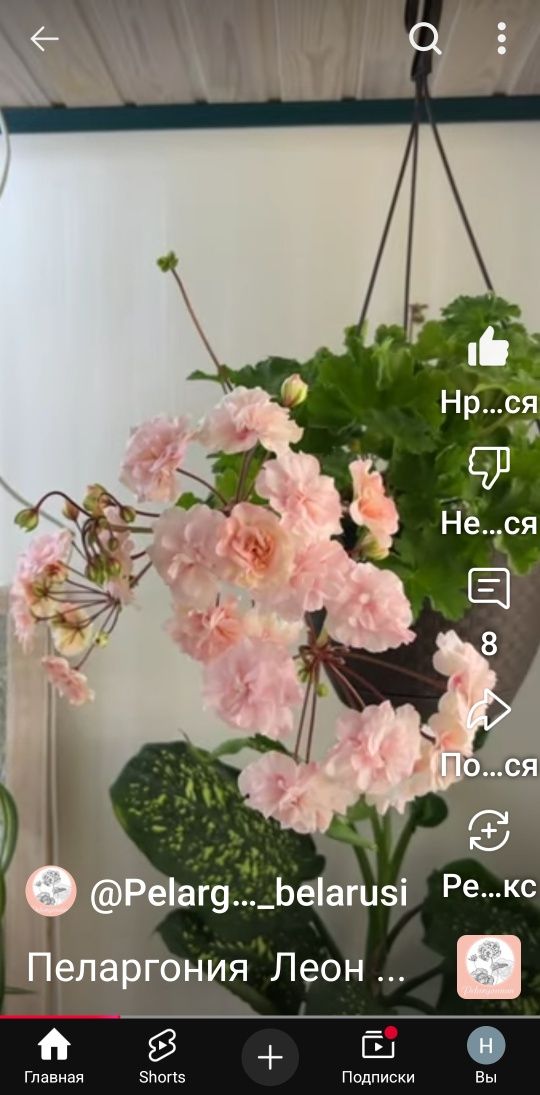 Продаётся сортовые герани по доступной цене