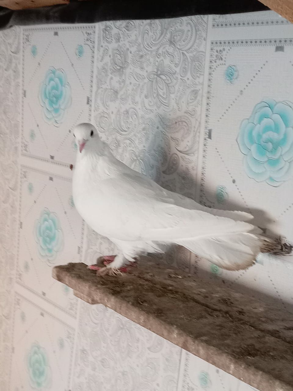 Птица голуби летний