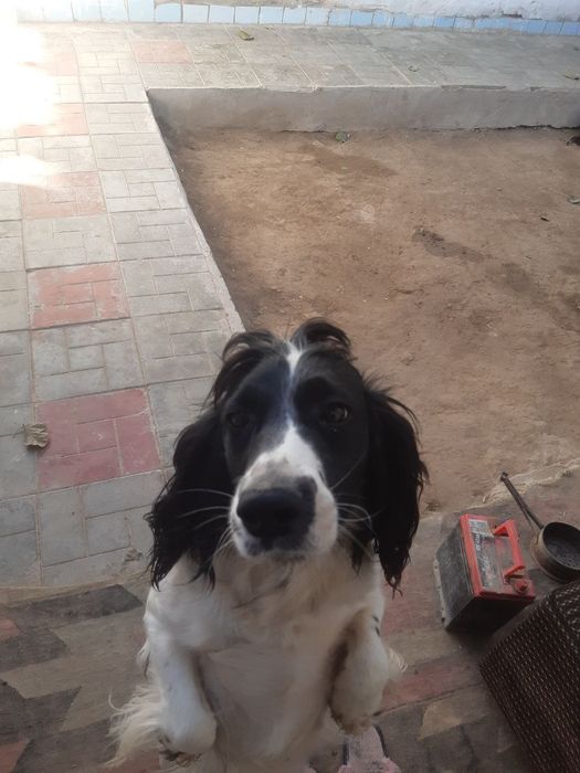 Ovchi kuchuk zotli 1yarim yosh