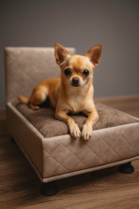 Легла за домашни любимци