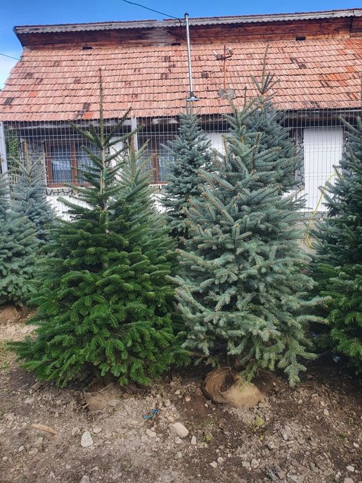 Vând plante ornamentale diferite specii