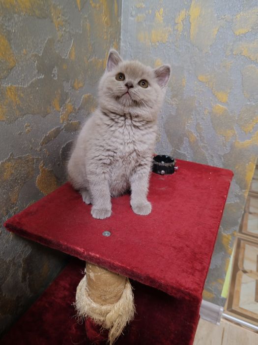 Британски късокосмести котета