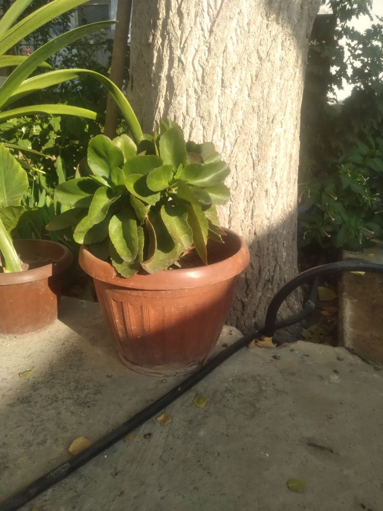 Gullar sotiladi.