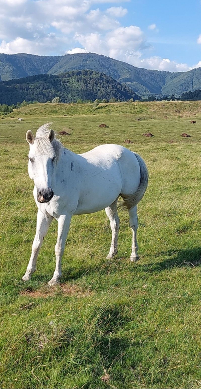 Cal de vanzare garantat