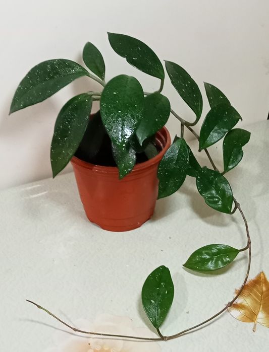 Продам. Хойя - красивоцветущие комнатное растение