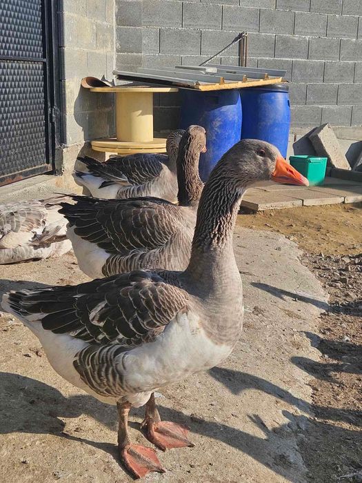 Продавам гъски  и патки