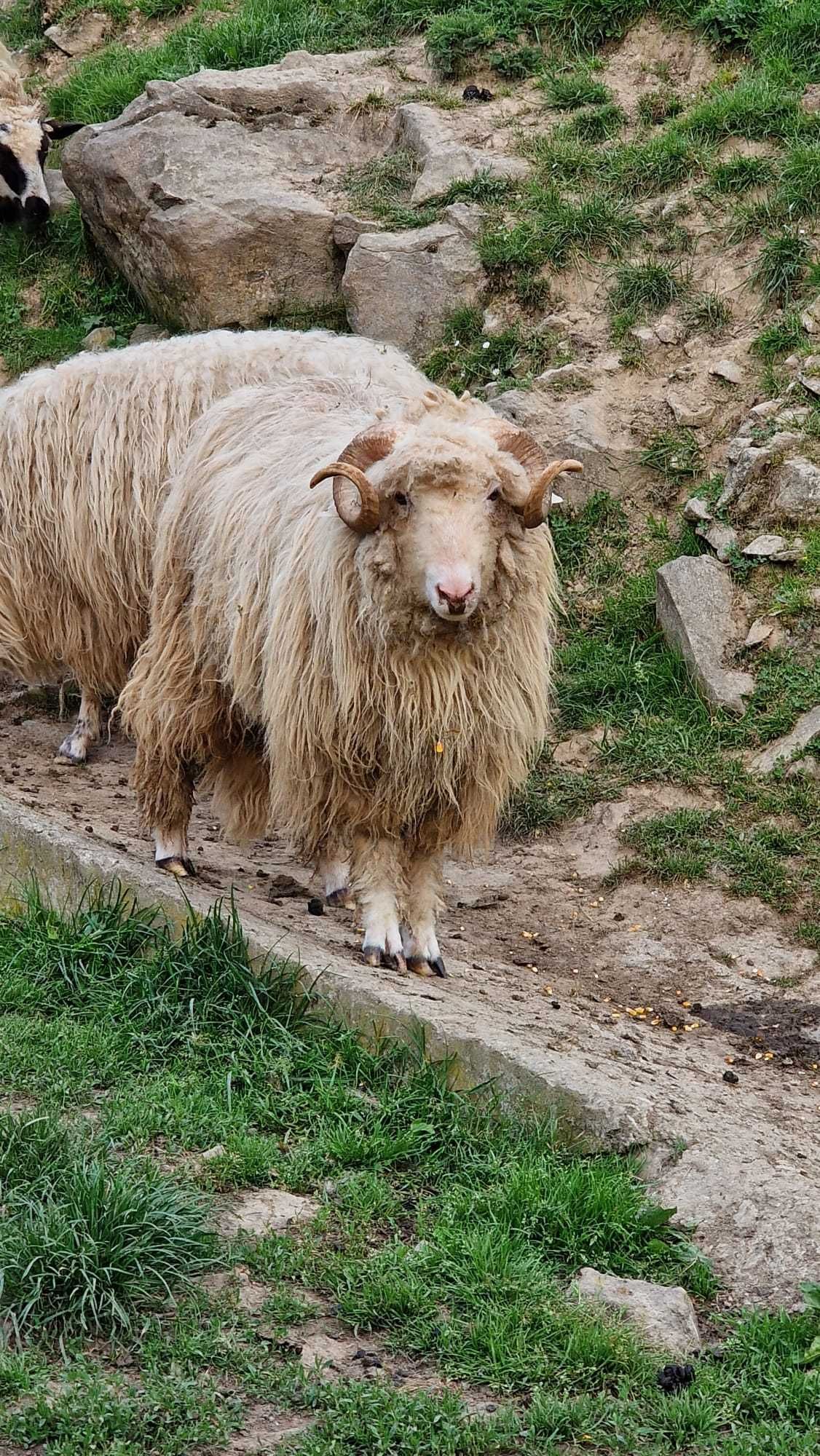 Vând berbec de rasă