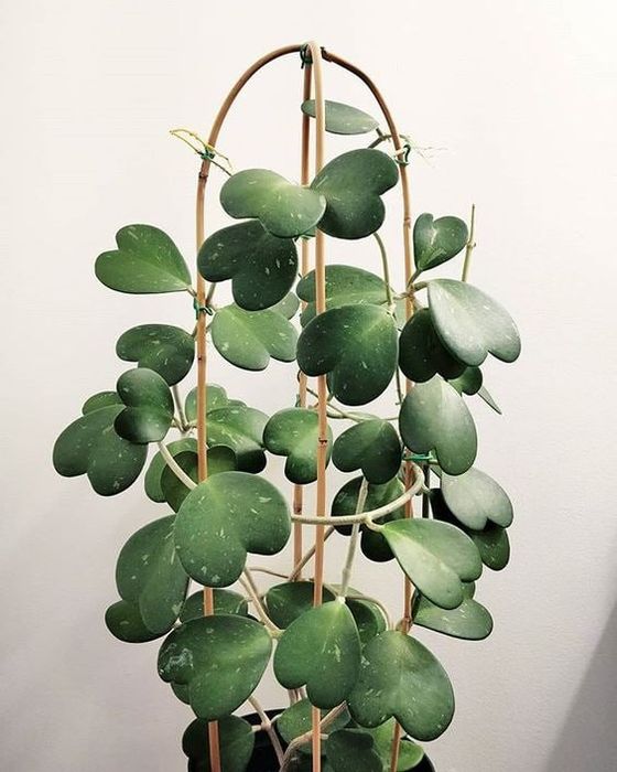 Цветок Хойя керри