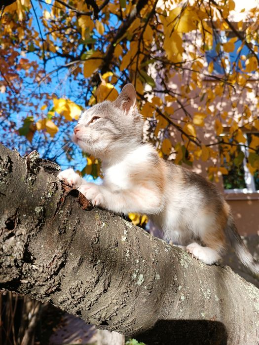 Подарявам женско коте