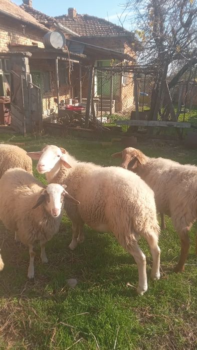 Продават се повече информация в описанието на обявата