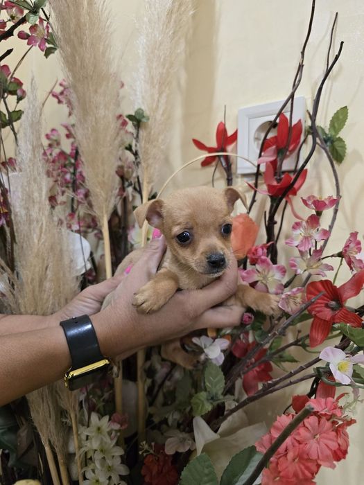 Мини чиху пинчери