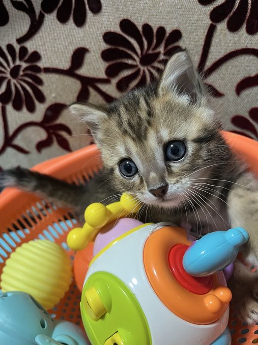 Бенгальский котенок