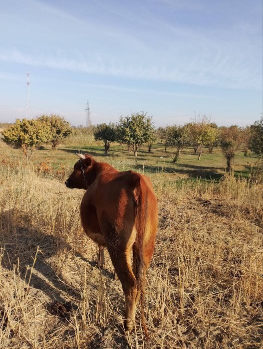 Бугоз 1 корин гуножин тук бугоз