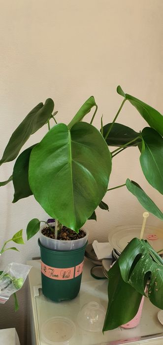 Монстера делициоза