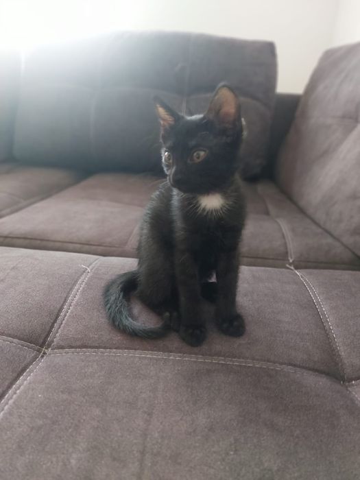 Отдам котёнка мальчик в добрые руки