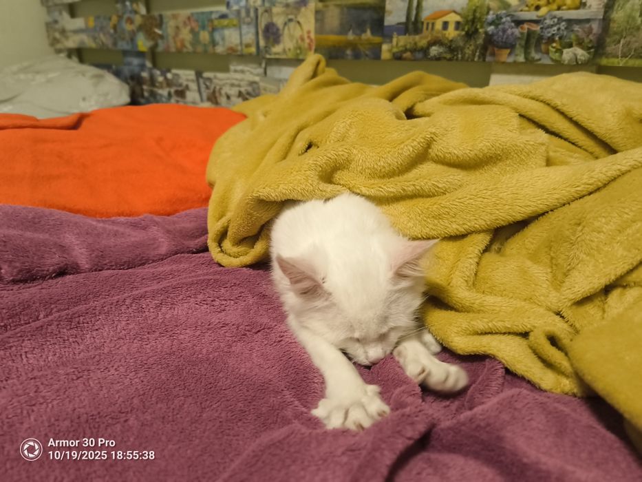 Подарявам коте на около 4 месеца