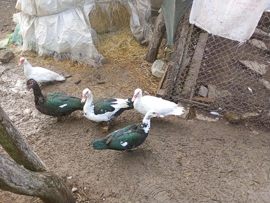 Rate mute de vinzare