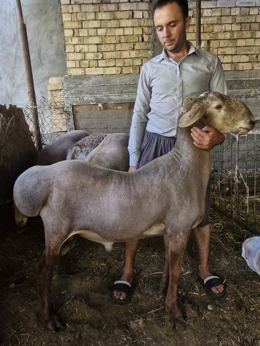Arashan qoylari sotiladi