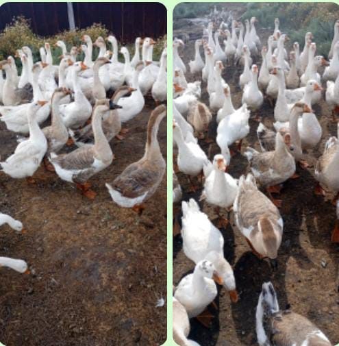 Продам домашних гусеи