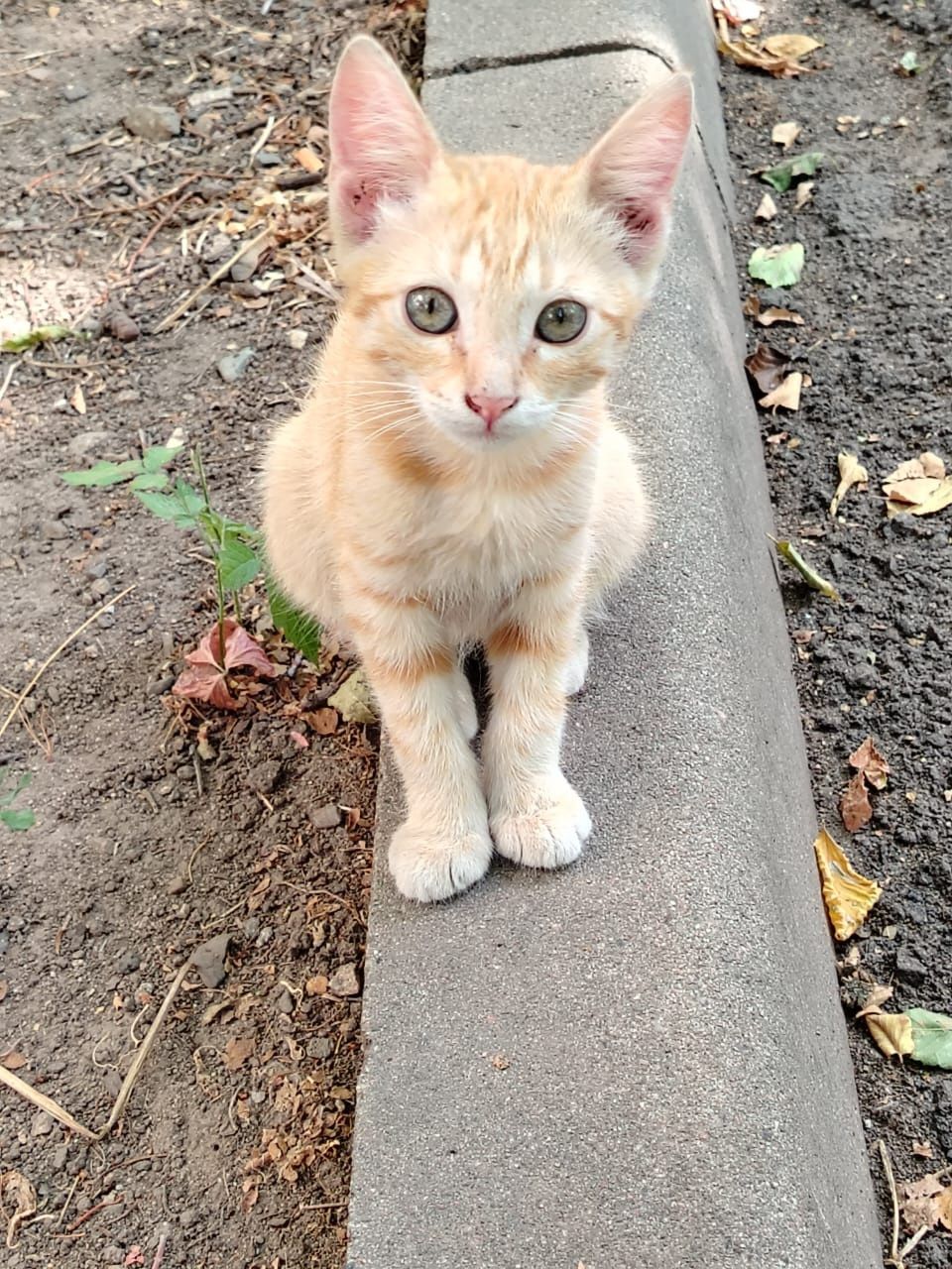 Котята ищут добрые руки и дом