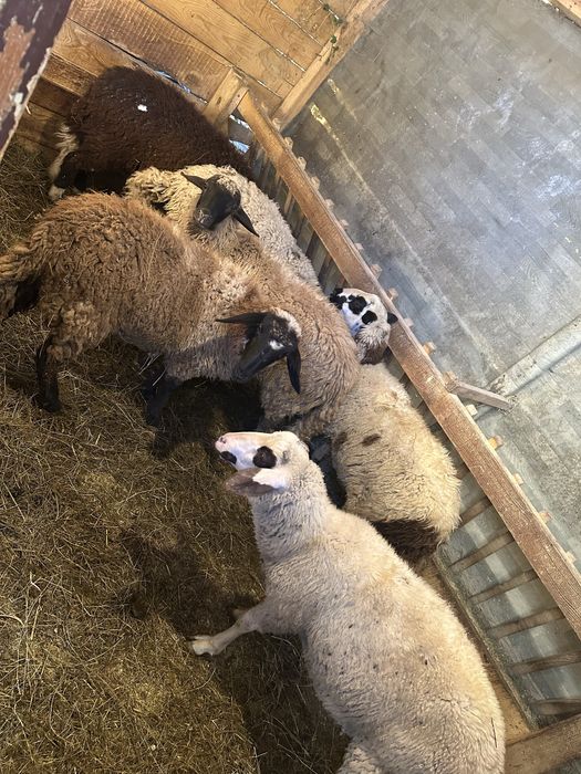 Хубави ягнете за продаване