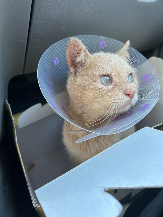 Молодой годовалый котик