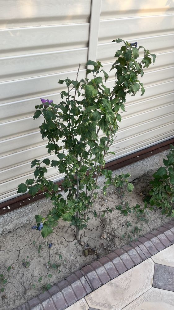 Сирийский гибискус древовидный, садовый. "Сирийская роза"